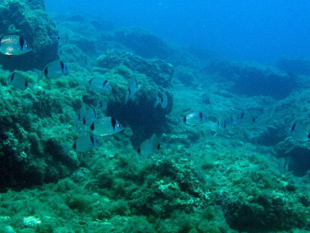  escuela de buceo